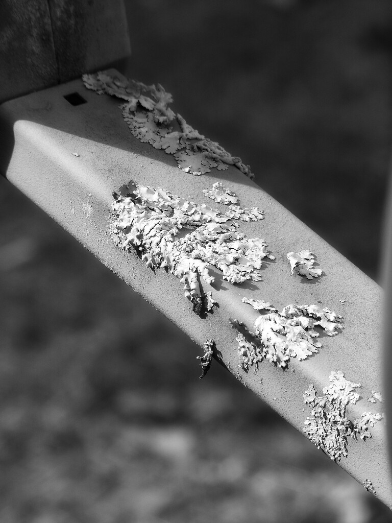 Shield lichen... by marlboromaam