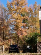 23rd Nov 2021 - Sweetgum trees are stealing the show...