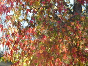 20th Nov 2021 - These leaves are so beautiful  I wanted to post it again