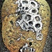 Miniature Skulls? by teresahodgkinson