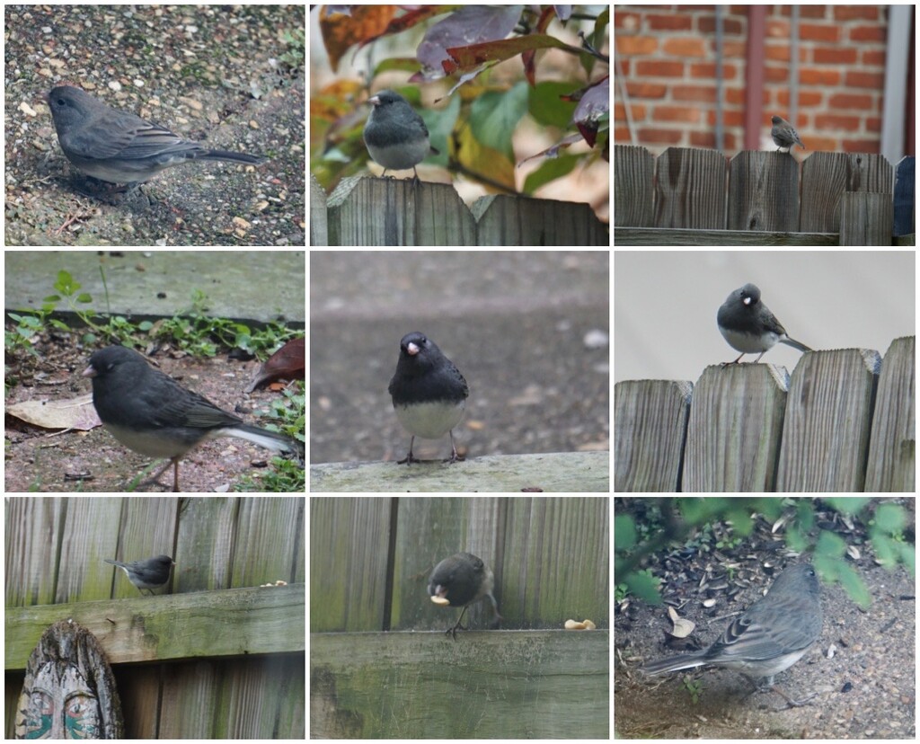 The Juncos are Back!  by allie912