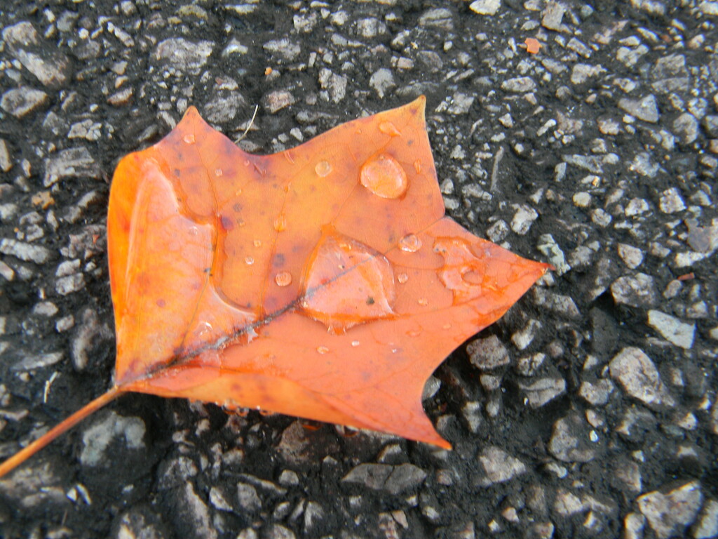 Raindrops on Orange Maple Leaf by sfeldphotos