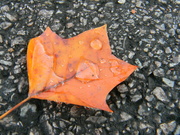 22nd Nov 2021 - Raindrops on Orange Maple Leaf