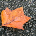 Raindrops on Orange Maple Leaf by sfeldphotos