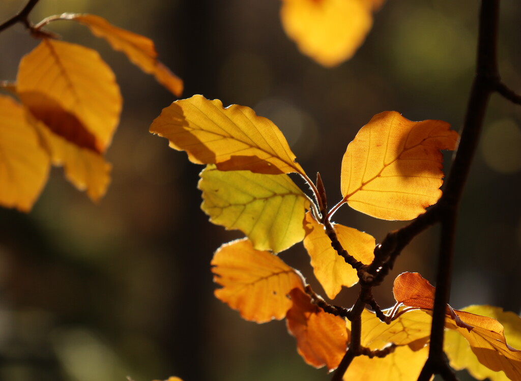 Copper Beech by 365projectorgheatherb