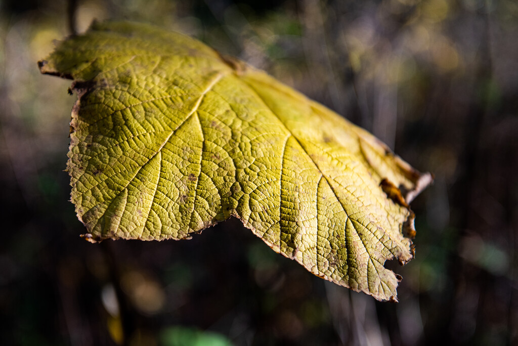 Leafy Textures by kwind
