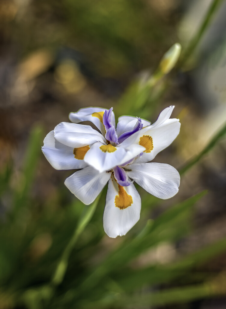 Indigenous Iris by ludwigsdiana