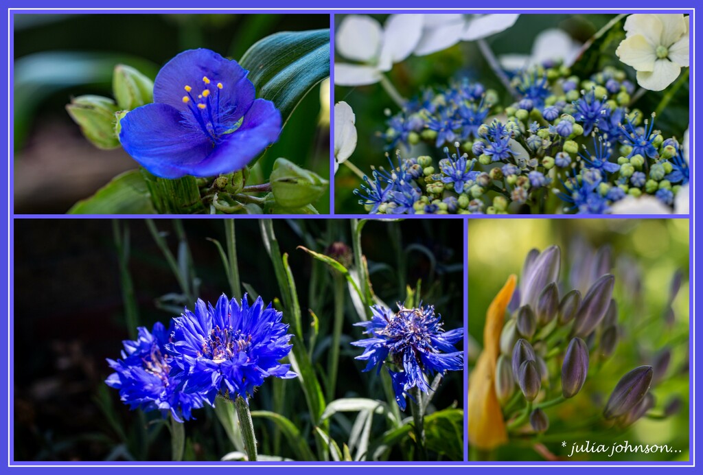 Garden Blue's by julzmaioro
