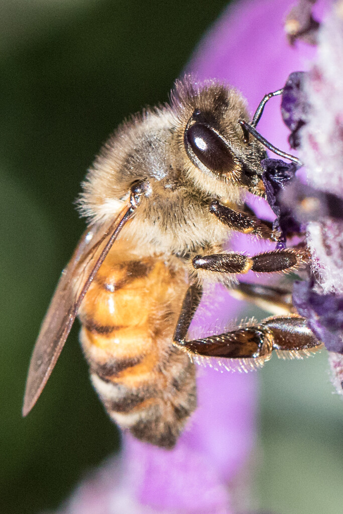 Bee lavender by flyrobin