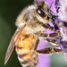 Bee lavender by flyrobin