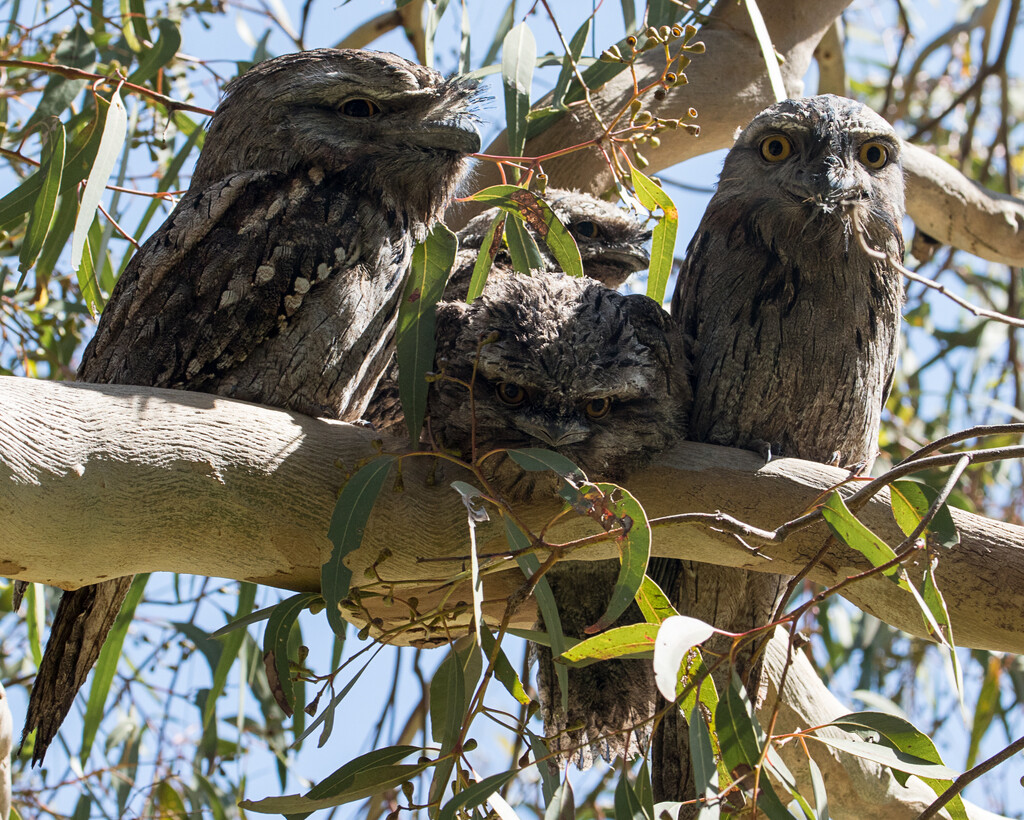 Tawny frogmouth family by flyrobin