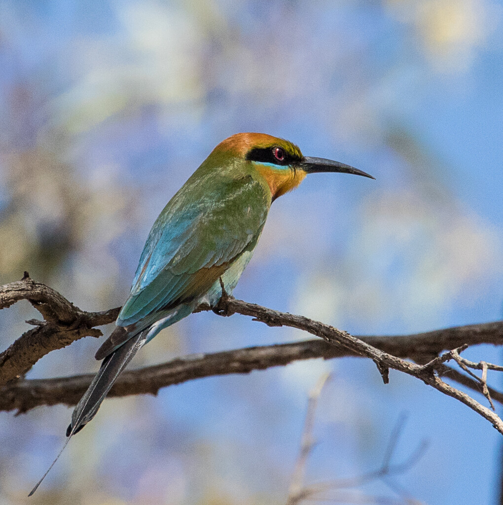 rainbow bee-eater by flyrobin