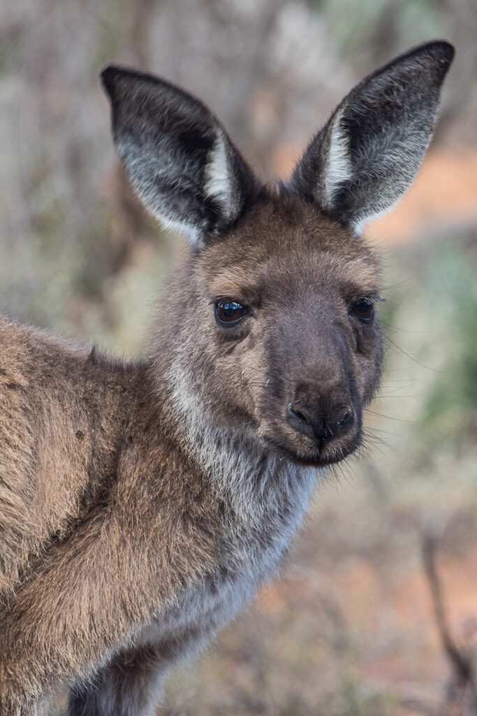 Kangaroo by flyrobin