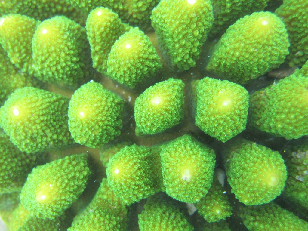 my first underwater photography - green stone coral by lbmcshutter