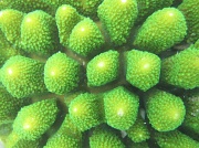 23rd Jan 2011 - my first underwater photography - green stone coral