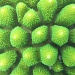 my first underwater photography - green stone coral by lbmcshutter
