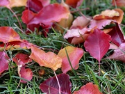 23rd Nov 2021 - Autumn Leaves Don't Fall