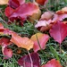 Autumn Leaves Don't Fall by gardenfolk