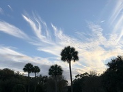 23rd Nov 2021 - Clouds and palmettos reaching for the sky