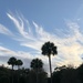 Clouds and palmettos reaching for the sky by congaree