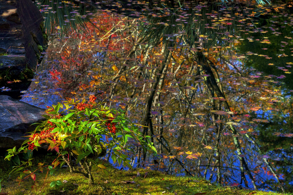 Pond Full of Color by k9photo