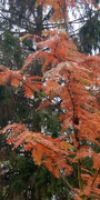 23rd Nov 2021 - Autumn.. copper colours