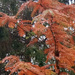 Autumn.. copper colours by 365projectorgjoworboys
