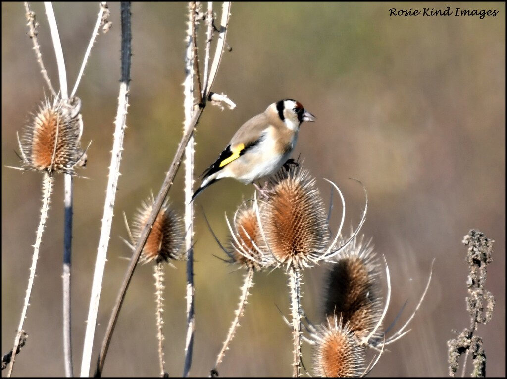 Goldfinches love the teasels by rosiekind