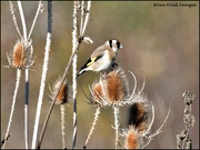 23rd Nov 2021 - Goldfinches love the teasels