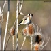 Goldfinches love the teasels by rosiekind