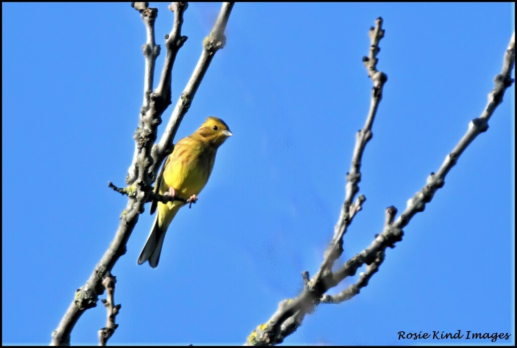 Yellowhammer perching nicely by rosiekind
