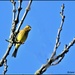 Yellowhammer perching nicely by rosiekind
