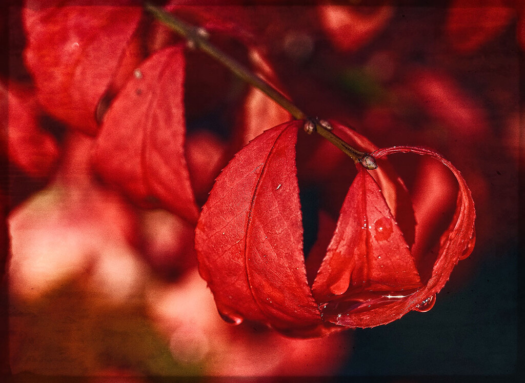 Red Leaves and Water Drops by gardencat