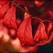 Red Leaves and Water Drops by gardencat