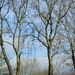 Three Wintry Ash trees. by grace55