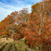 Autumn walk..... by susie1205