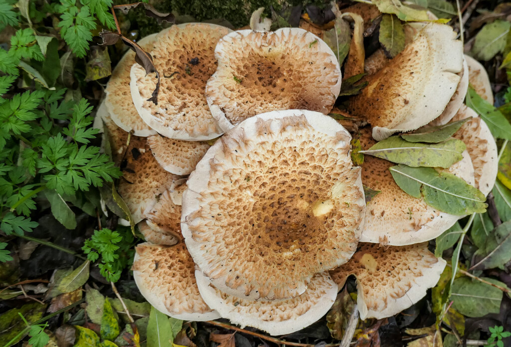 Autumn fungi.... by susie1205