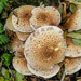 Autumn fungi.... by susie1205