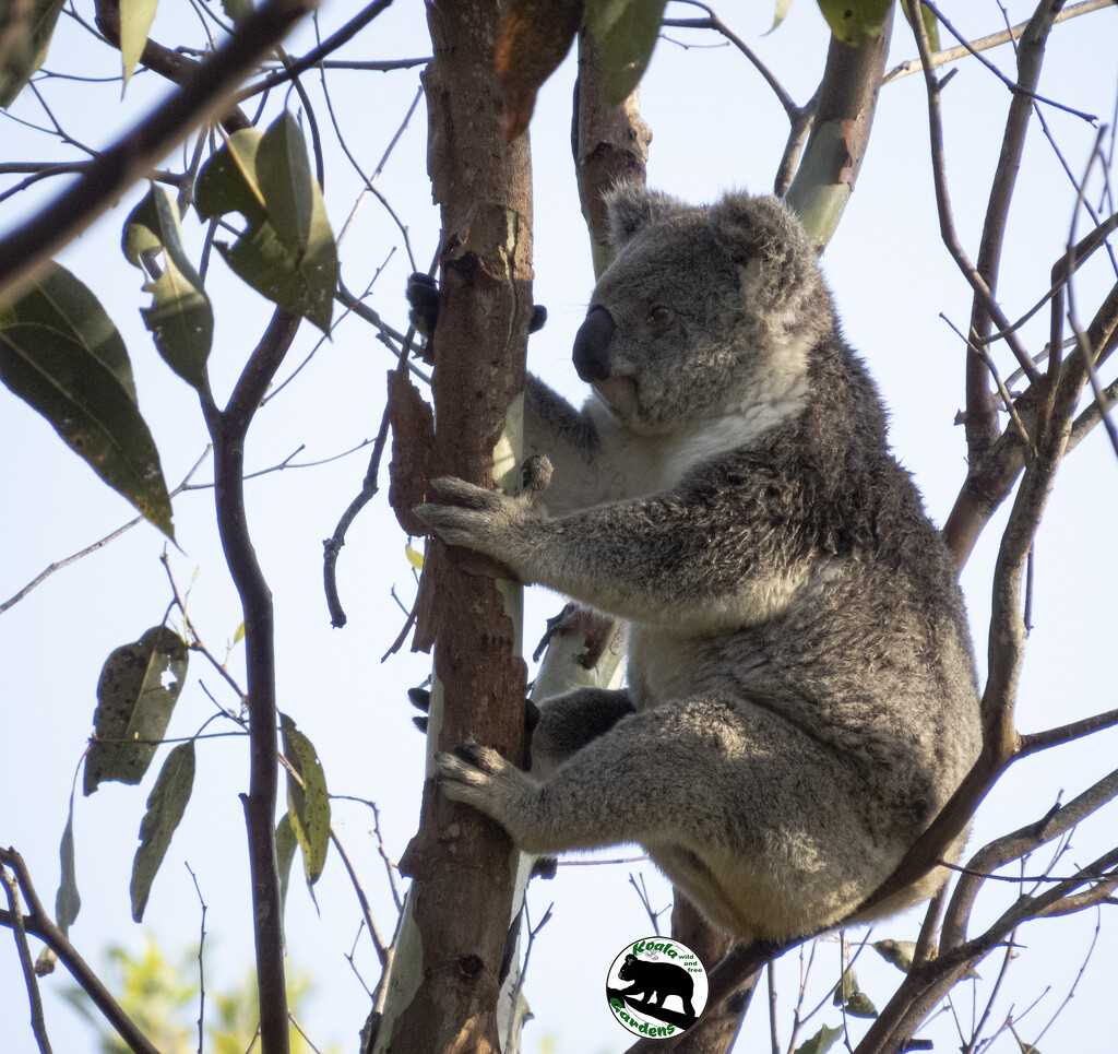 relaxing in style by koalagardens