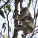 relaxing in style by koalagardens