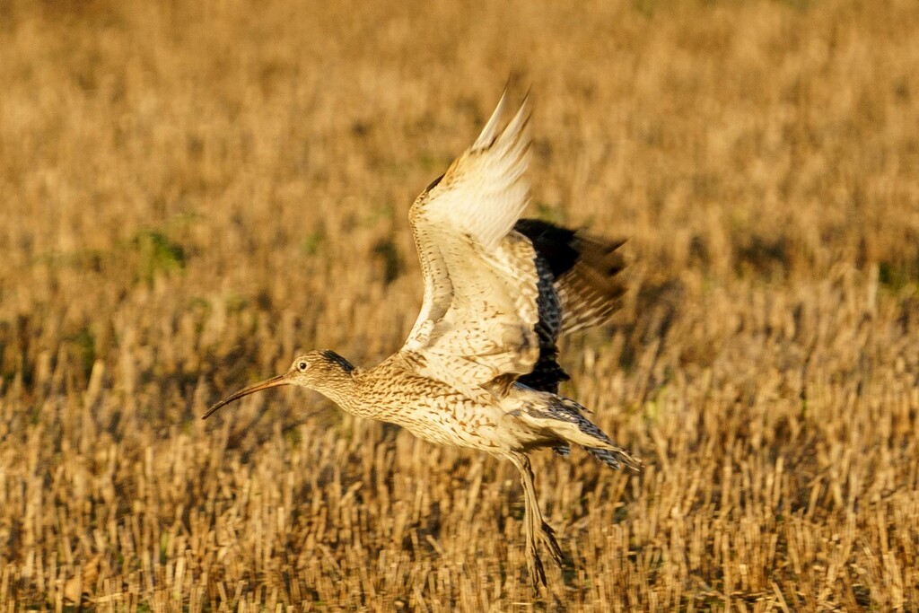 Curlew    by padlock