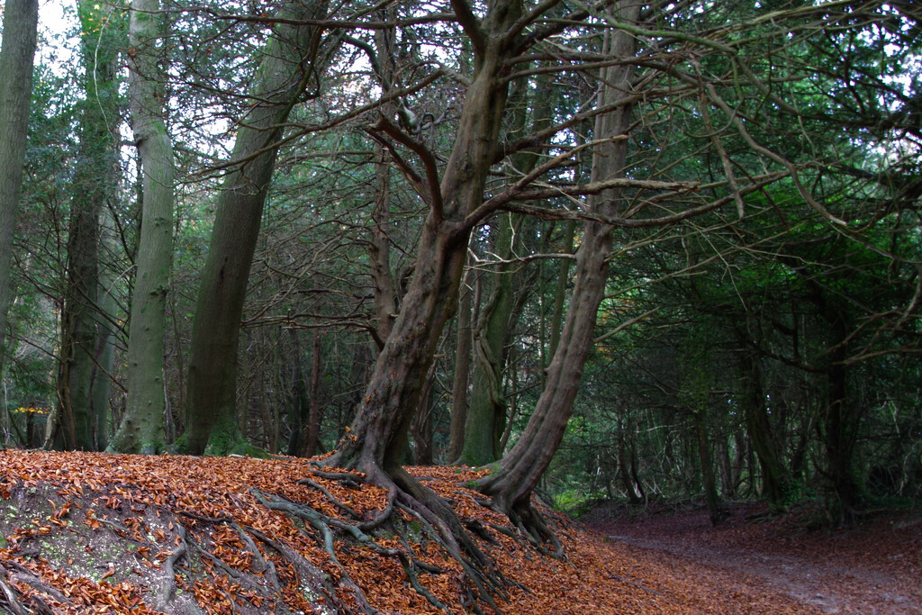 Autumn Woods by thedarkroom
