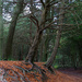 Autumn Woods by thedarkroom