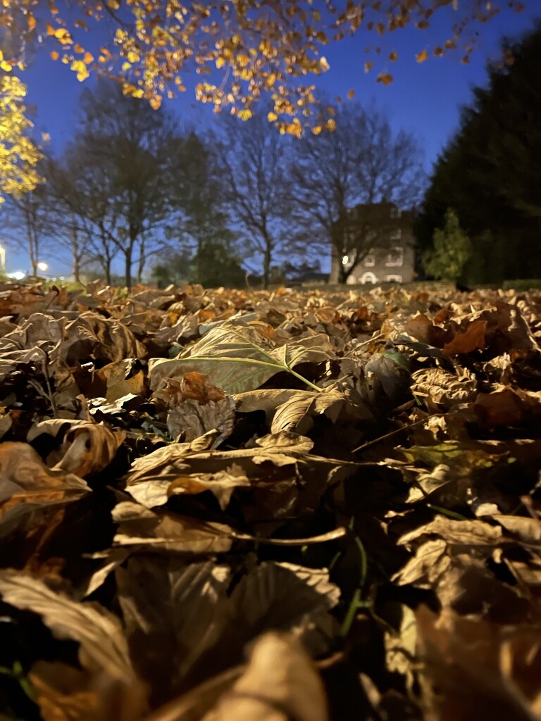 A bed of leaves. by bill_gk