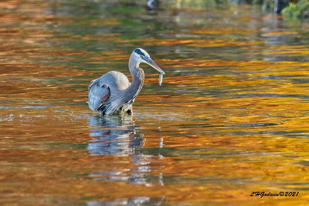 LHG_3093_ Great Blue with Fish morsel in fall color reflection by rontu