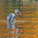 LHG_3093_ Great Blue with Fish morsel in fall color reflection by rontu