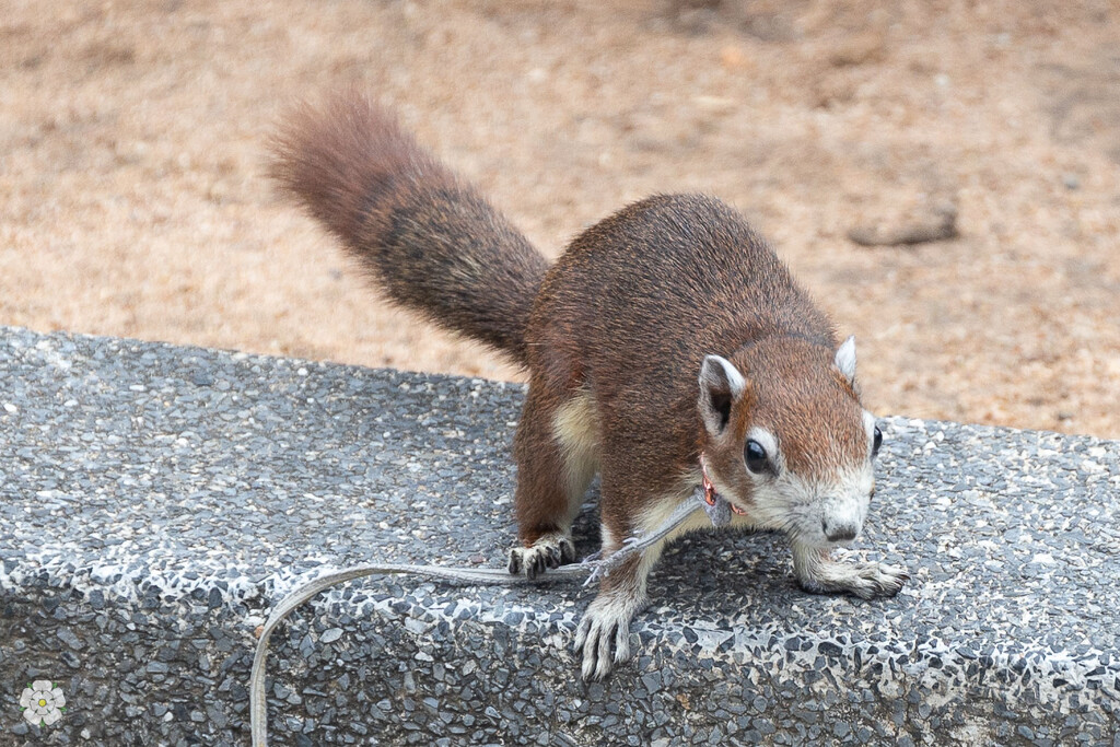 Pet Squirrel by lumpiniman
