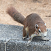 Pet Squirrel by lumpiniman