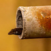 Lizard in the Pipe! by rickster549