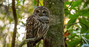 23rd Nov 2021 - Barred Owl Watching for Dinner!